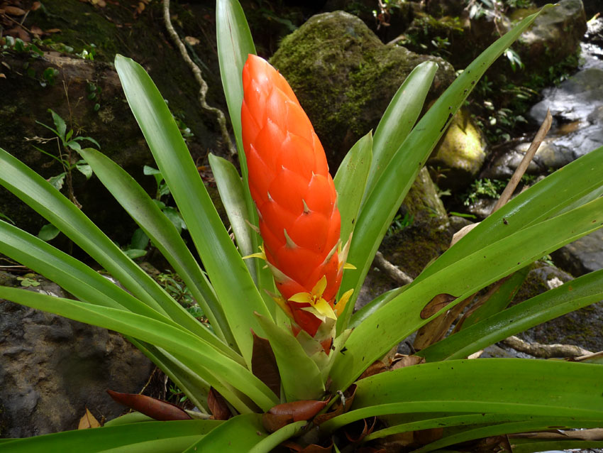 گازمانیا برترونیانا